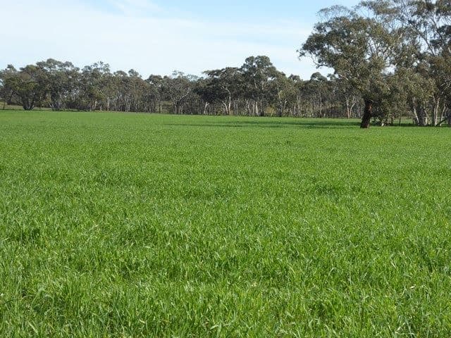 3373 Naracoorte Road, Bordertown, SA 5268, Bordertown - Thumbnail 5