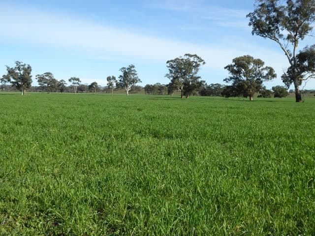 3373 Naracoorte Road, Bordertown, SA 5268, Bordertown - Thumbnail 6