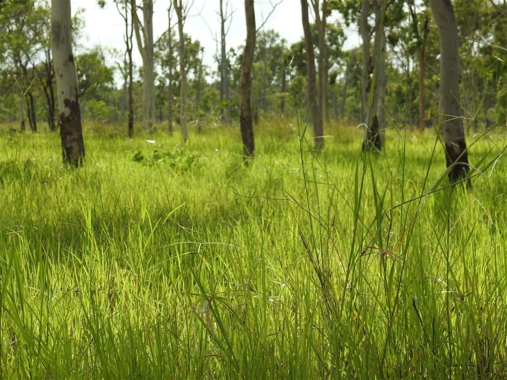 455 Raspberry Creek Road, Yaamba, QLD, 4704, Yaamba - Thumbnail 3