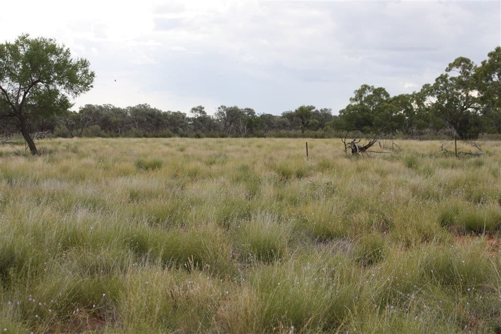 . "Besm", Thargomindah, QLD 4492, Thargomindah - Image 1