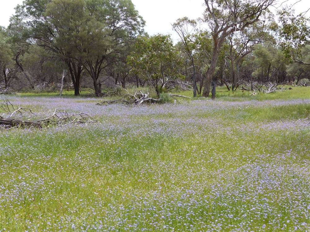 . "Besm", Thargomindah, QLD 4492, Thargomindah - Thumbnail 8