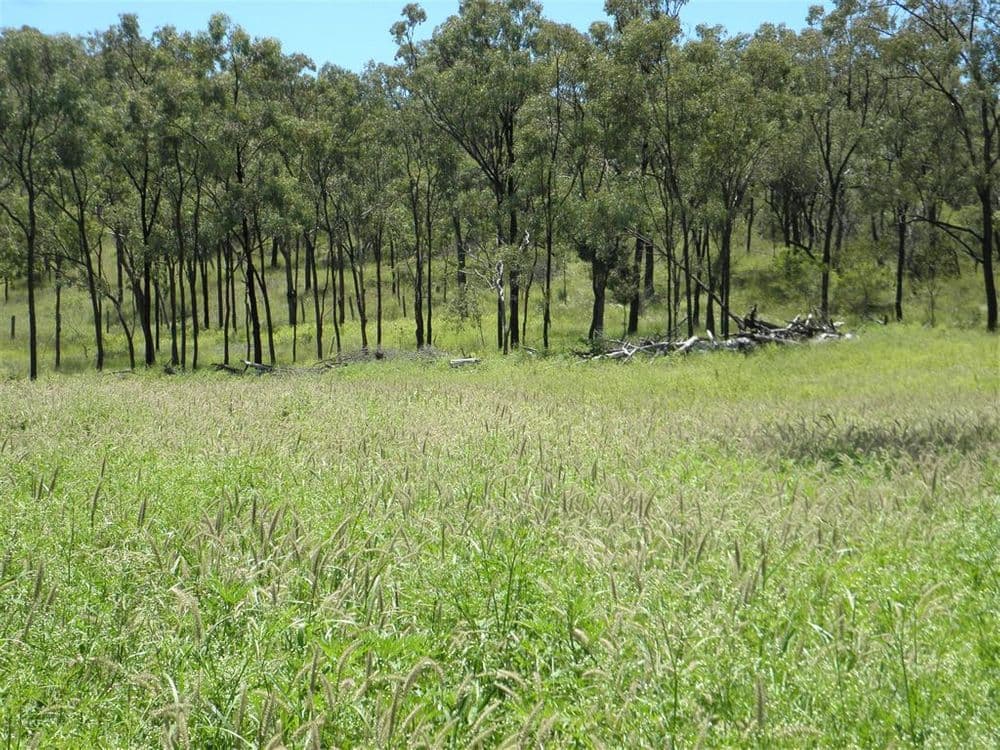 "Billaboo ", Emerald, QLD 4720, Emerald - Image 1