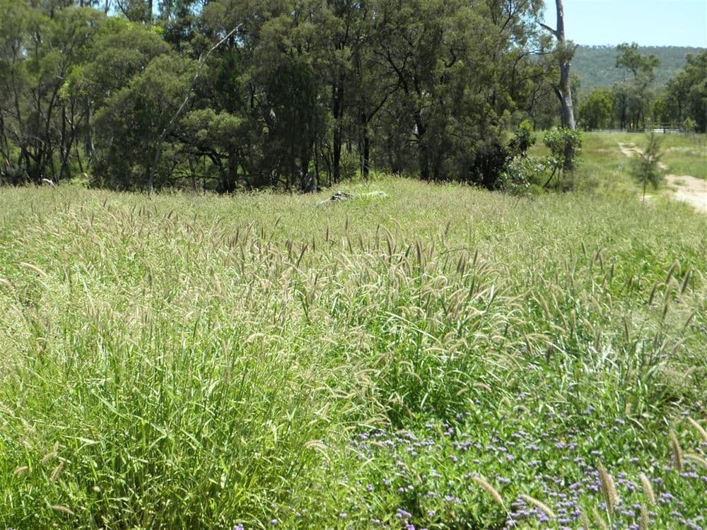 "Billaboo ", Emerald, QLD 4720, Emerald - Thumbnail 6
