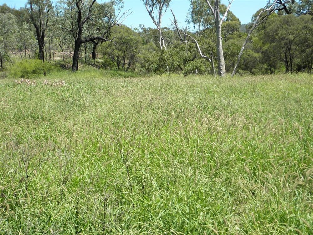 "Billaboo ", Emerald, QLD 4720, Emerald - Thumbnail 7