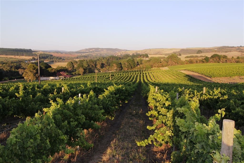 . Nangkita Vineyard, Nangkita, SA 5210, Nangkita - Image 1