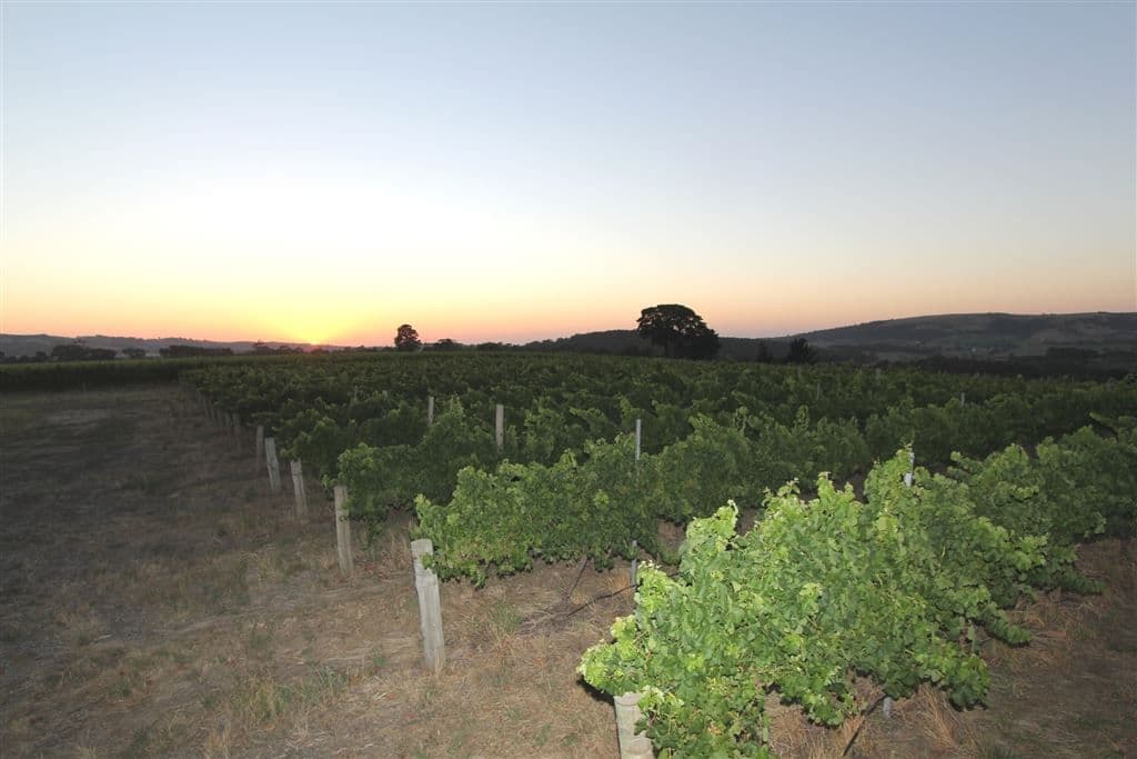 . Nangkita Vineyard, Nangkita, SA 5210, Nangkita - Thumbnail 2