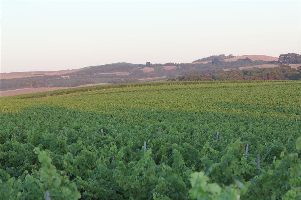 . Nangkita Vineyard, Nangkita, SA 5210, Nangkita - Thumbnail 3