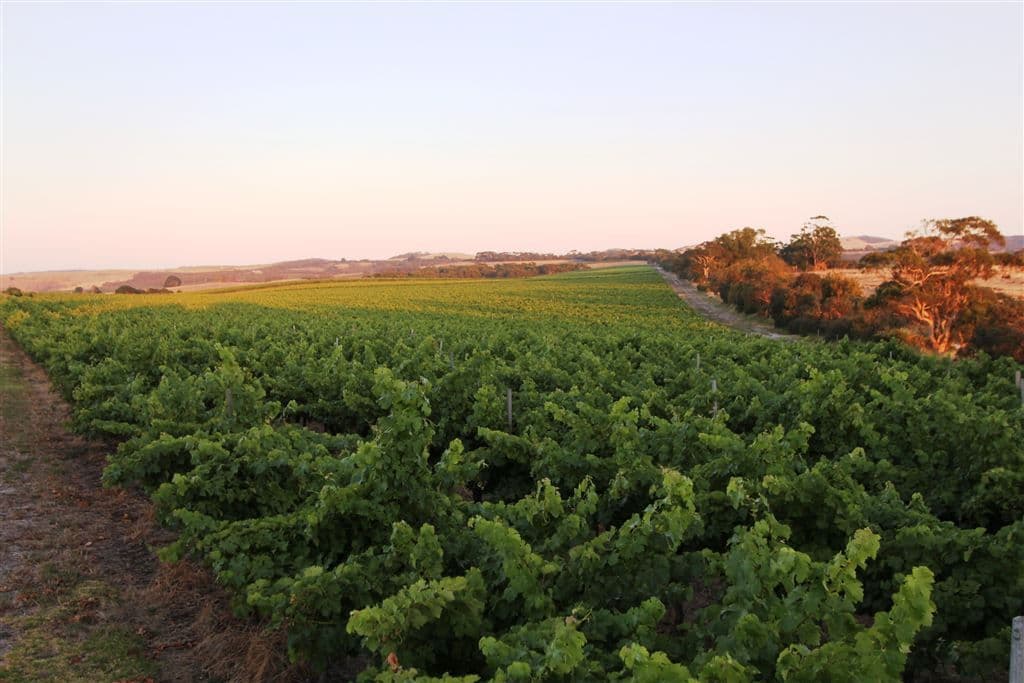 . Nangkita Vineyard, Nangkita, SA 5210, Nangkita - Thumbnail 7