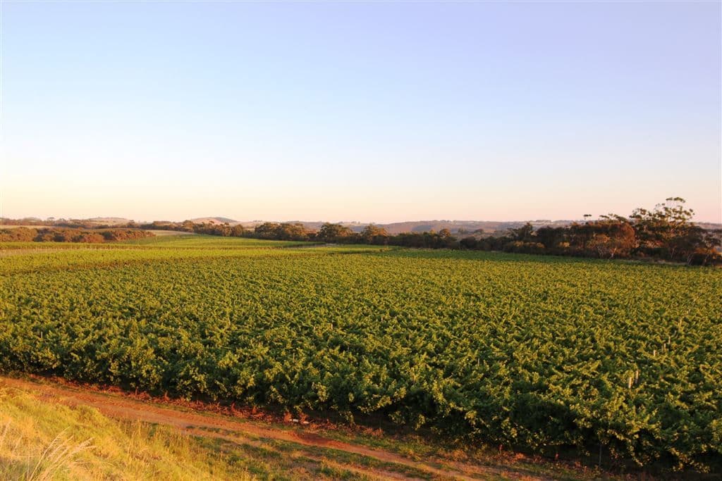 . Nangkita Vineyard, Nangkita, SA 5210, Nangkita - Thumbnail 8