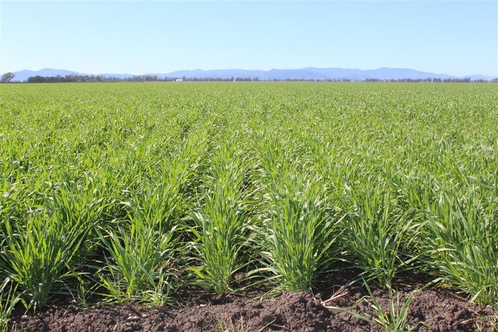 "Redbank"/80 Redbank Rd, Gunnedah, NSW 2380, Gunnedah - Image 1