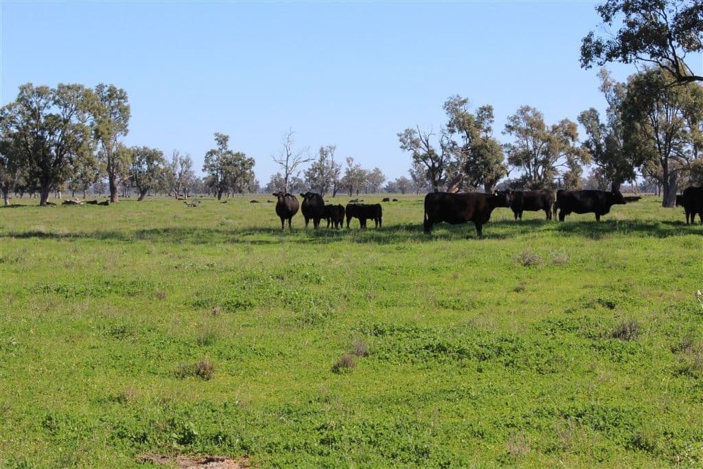 "Redbank"/80 Redbank Rd, Gunnedah, NSW 2380, Gunnedah - Thumbnail 5