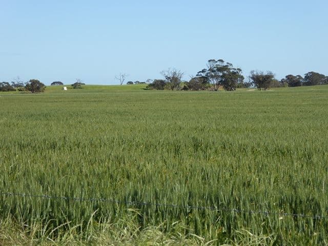 2117 Senior Road, Bordertown, SA 5268, Bordertown - Image 1