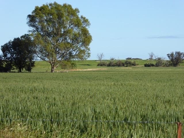 2117 Senior Road, Bordertown, SA 5268, Bordertown - Thumbnail 2