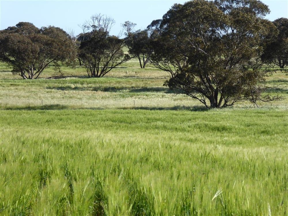 2117 Senior Road, Bordertown, SA 5268, Bordertown - Thumbnail 3