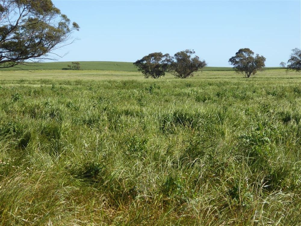 2117 Senior Road, Bordertown, SA 5268, Bordertown - Thumbnail 5