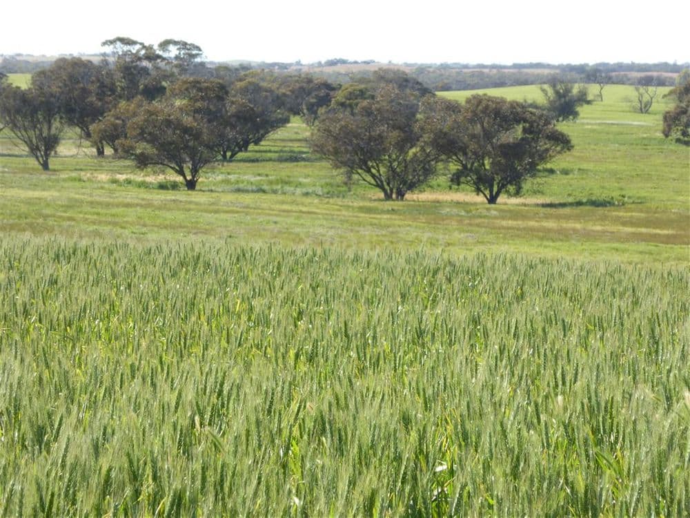 2117 Senior Road, Bordertown, SA 5268, Bordertown - Thumbnail 7