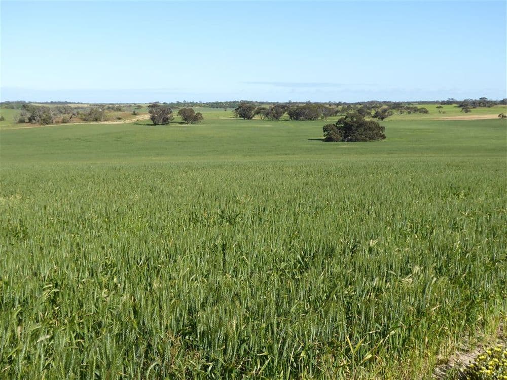 2117 Senior Road, Bordertown, SA 5268, Bordertown - Thumbnail 8
