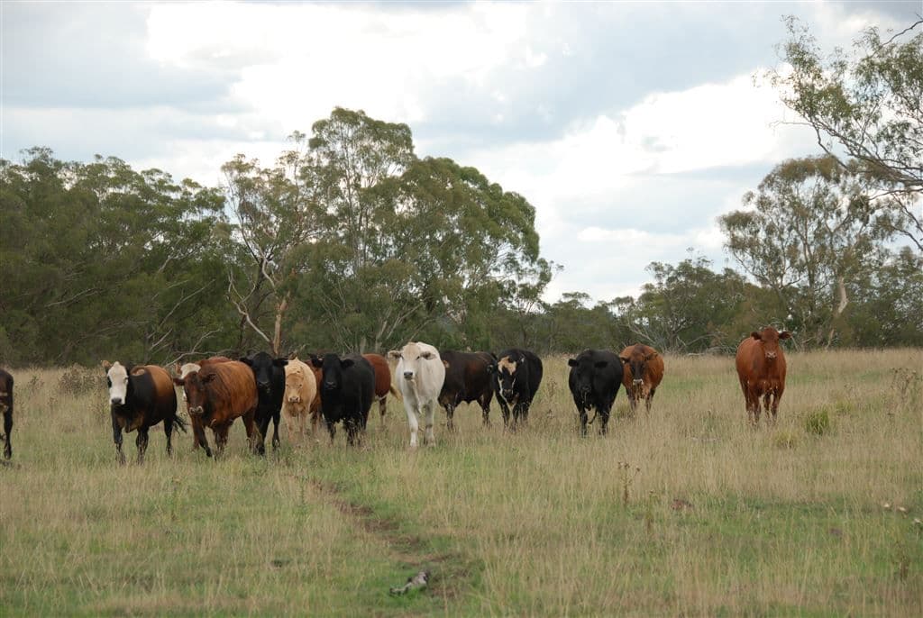 Walcha NSW, Walcha - Thumbnail 2