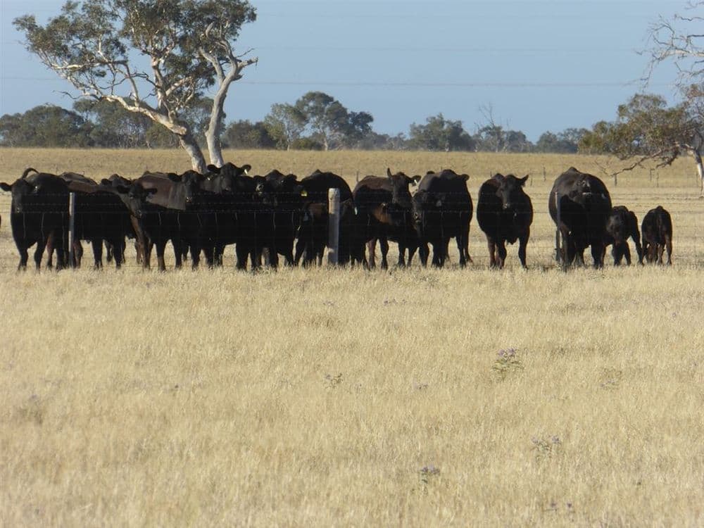 . Martins Camp Road, Keith, SA 5267, Keith - Thumbnail 5