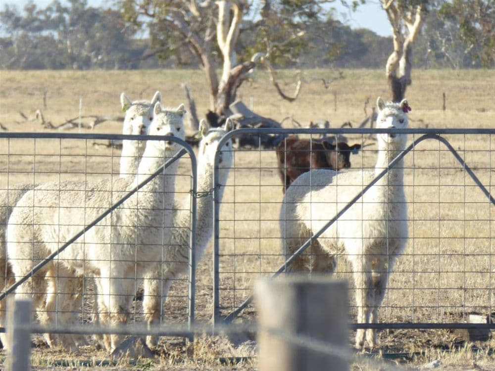 . Martins Camp Road, Keith, SA 5267, Keith - Thumbnail 7