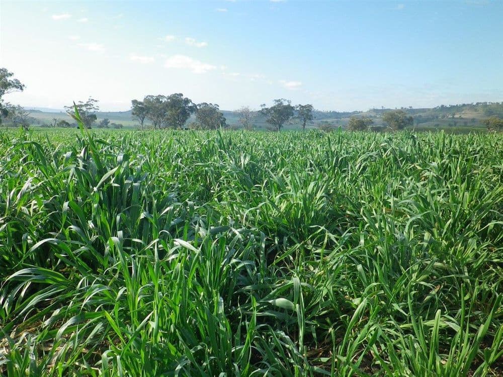 . "White Rock" Ridgelands Rd, Bunnan via, Scone, NSW 2337, Bunnan Via - Thumbnail 2