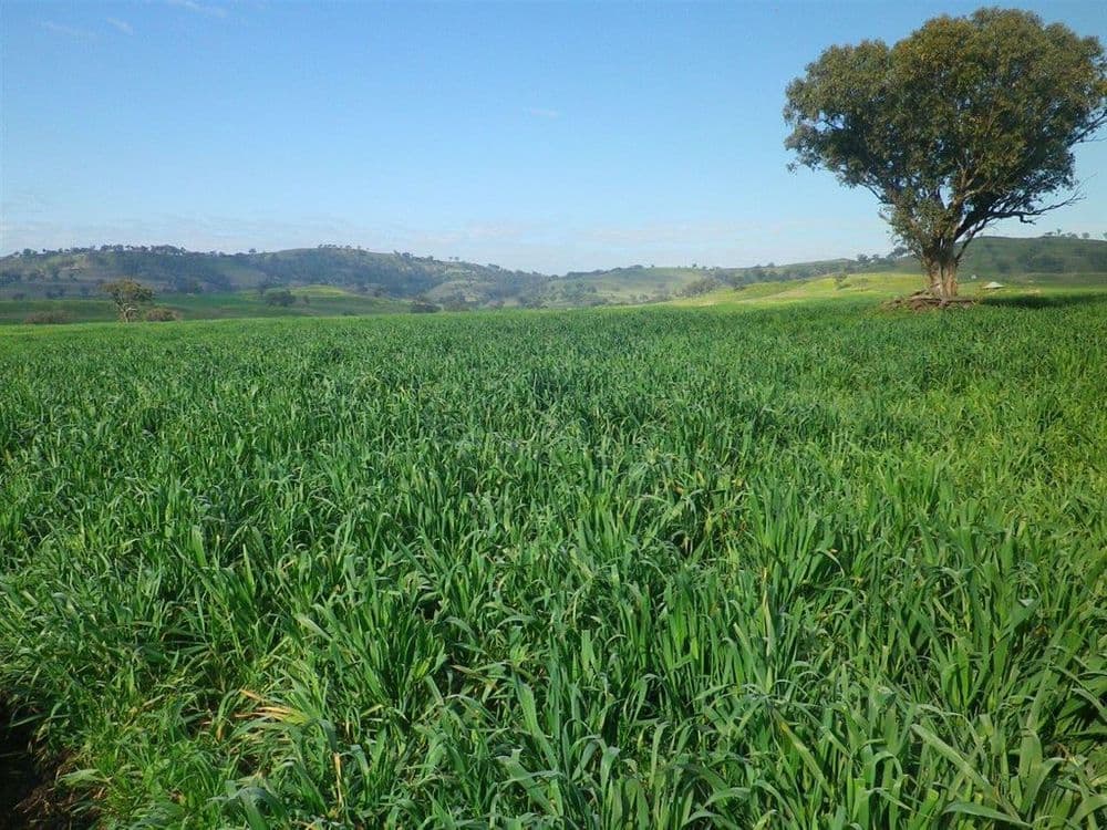 . "White Rock" Ridgelands Rd, Bunnan via, Scone, NSW 2337, Bunnan Via - Thumbnail 3