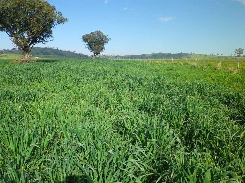 . "White Rock" Ridgelands Rd, Bunnan via, Scone, NSW 2337, Bunnan Via - Thumbnail 4