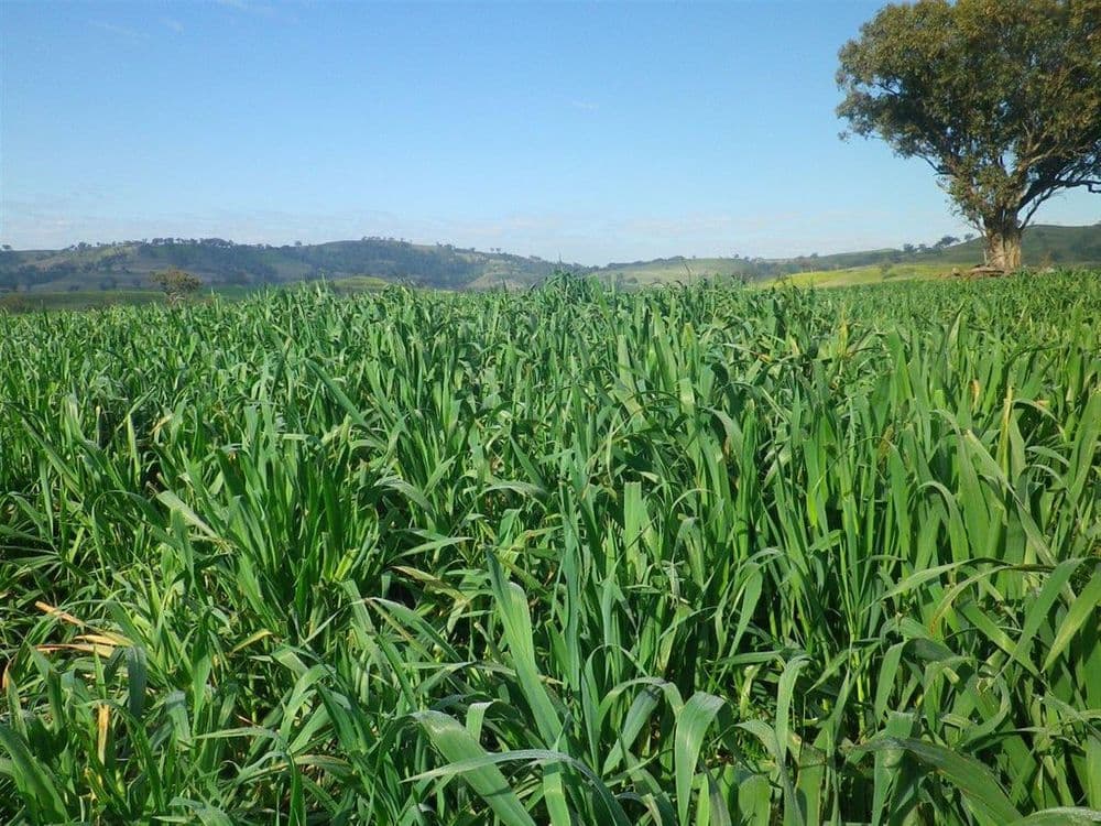. "White Rock" Ridgelands Rd, Bunnan via, Scone, NSW 2337, Bunnan Via - Thumbnail 5