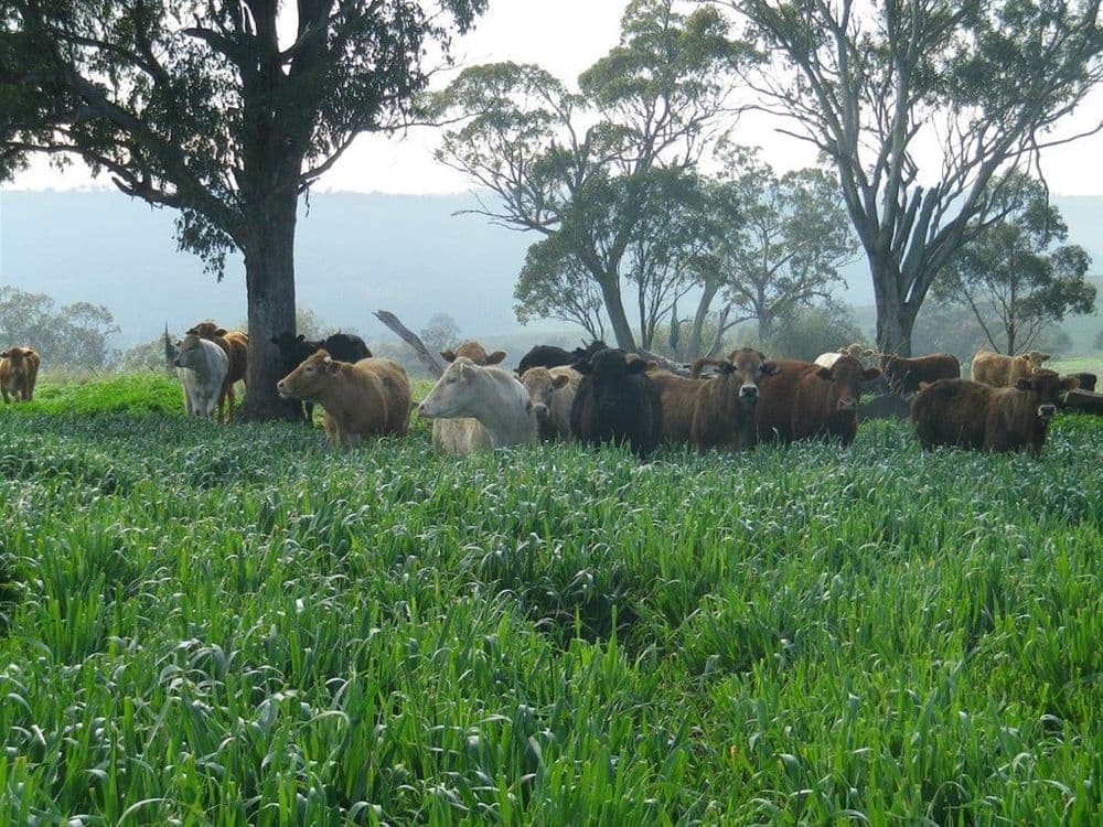 . "White Rock" Ridgelands Rd, Bunnan via, Scone, NSW 2337, Bunnan Via - Thumbnail 6