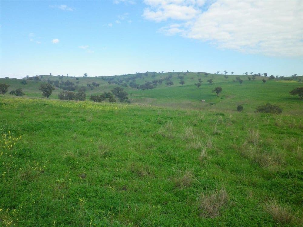 . "White Rock" Ridgelands Rd, Bunnan via, Scone, NSW 2337, Bunnan Via - Thumbnail 7