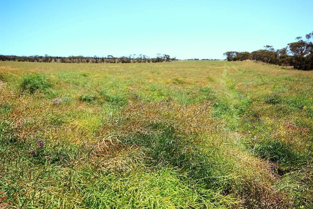 1372 Minlaton road, Ramsay, SA 5575, Ramsay - Thumbnail 6
