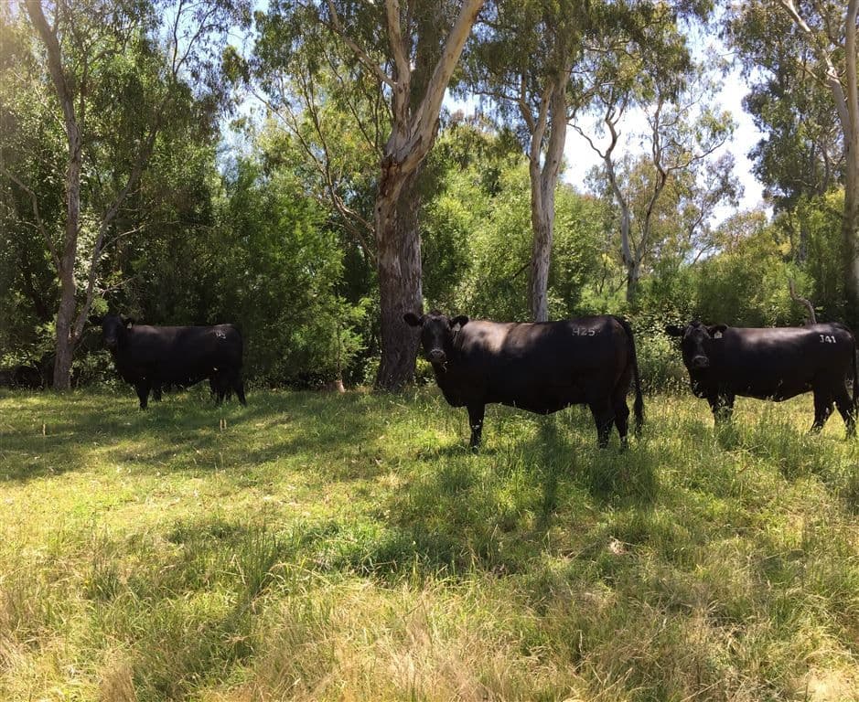 440 Whanregarwen Road,, Molesworth, VIC 3718, Molesworth - Thumbnail 2