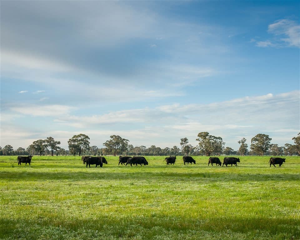000 "Mogolimby Estate", Euroa, VIC 3666, Euroa - Thumbnail 3