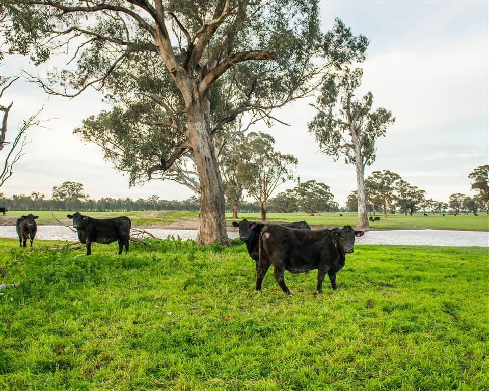 000 "Mogolimby Estate", Euroa, VIC 3666, Euroa - Thumbnail 4
