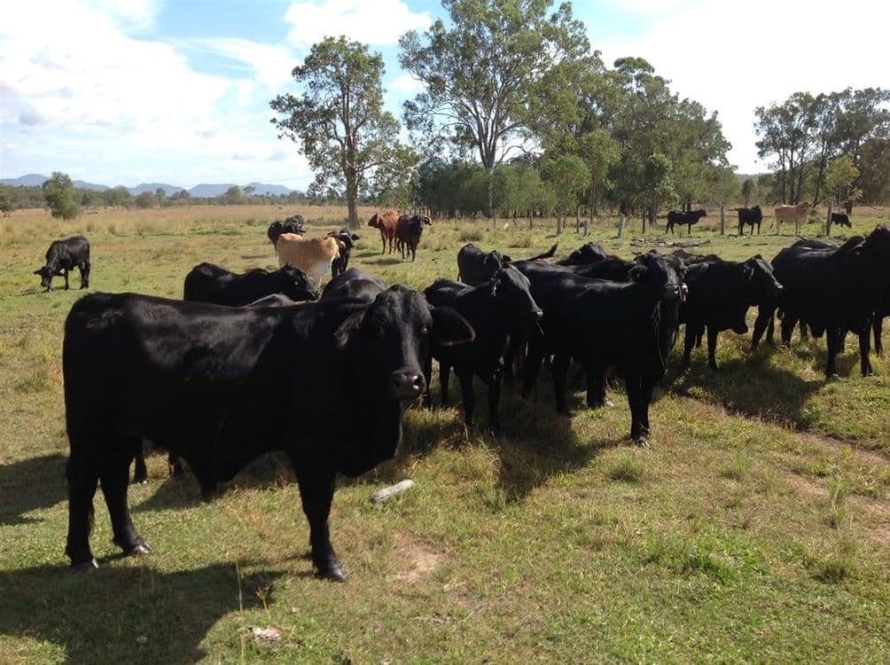 2245/837 Red Hill Road, Bororen, QLD 4678, Bororen - Thumbnail 4