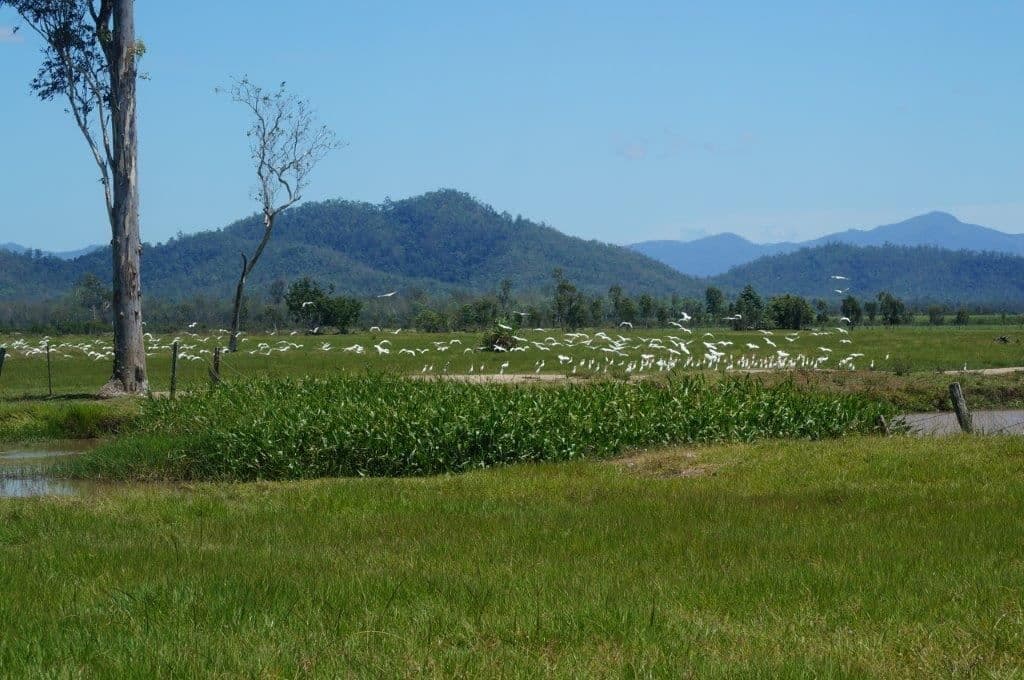 Ingham QLD, Ingham - Thumbnail 4