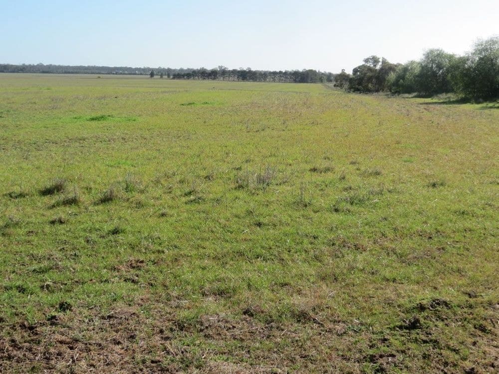 . Hopeville Newell Hwy, West Wyalong, NSW 2671, West Wyalong - Image 1