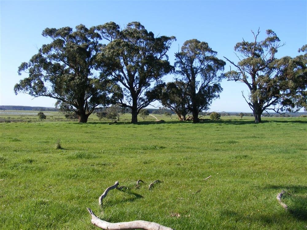 137 Sporer's Lane, Mount Burr, SA 5279, Mount Burr - Thumbnail 5
