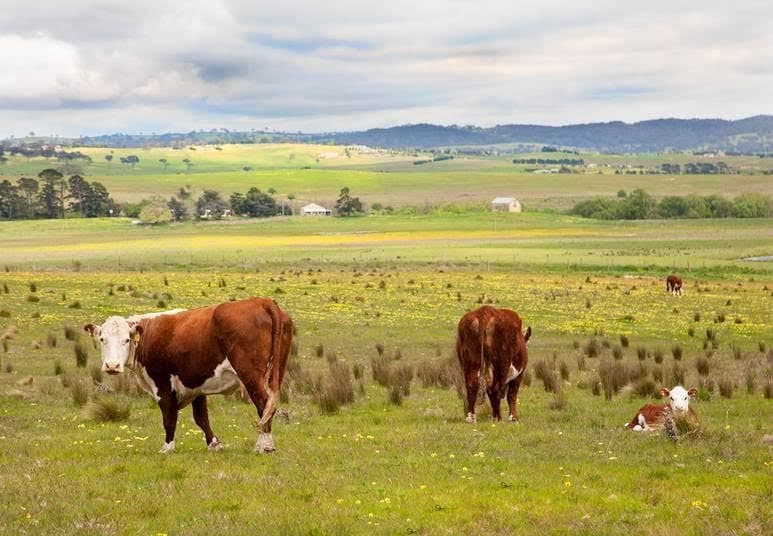 257 Pomeroy Road, Goulburn, NSW 2580, Pomeroy - Image 1