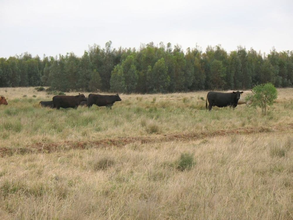 . Press"s, West Wyalong, NSW, 2671, West Wyalong - Image 1