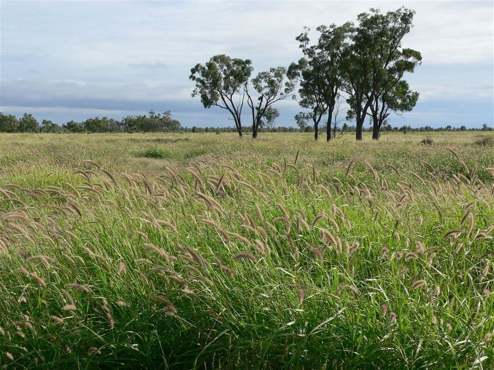 . "Arapinta & Blackburn", Charleville, QLD 4470, Charleville - Image 1
