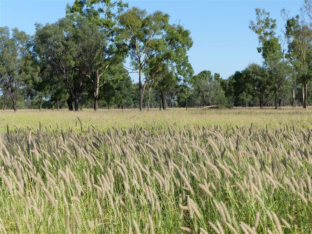 . "Arapinta & Blackburn", Charleville, QLD 4470, Charleville - Thumbnail 2