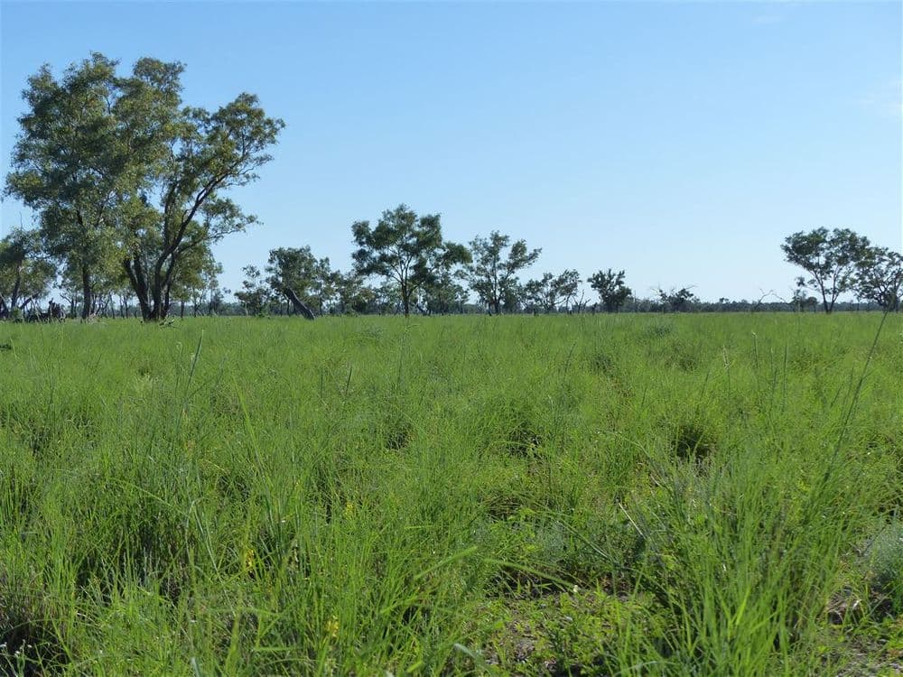 . "Arapinta & Blackburn", Charleville, QLD 4470, Charleville - Thumbnail 3