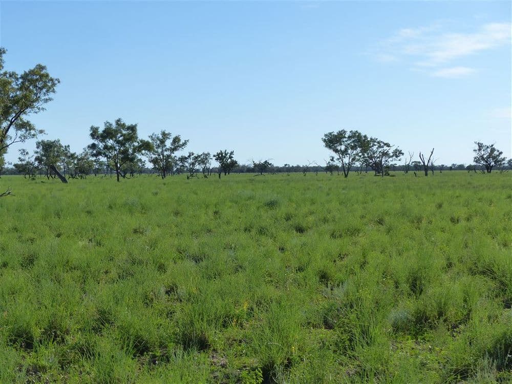 . "Arapinta & Blackburn", Charleville, QLD 4470, Charleville - Thumbnail 4