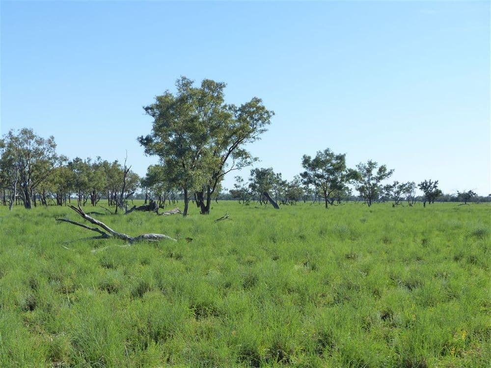 . "Arapinta & Blackburn", Charleville, QLD 4470, Charleville - Thumbnail 5