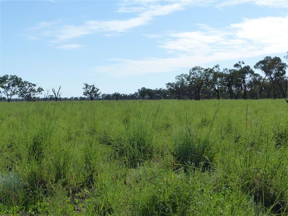 . "Arapinta & Blackburn", Charleville, QLD 4470, Charleville - Thumbnail 6