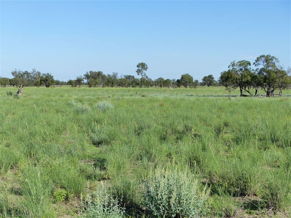 . "Arapinta & Blackburn", Charleville, QLD 4470, Charleville - Thumbnail 7