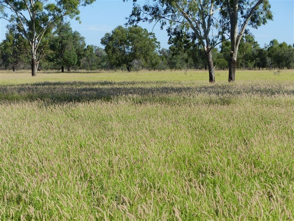 . "Arapinta & Blackburn", Charleville, QLD 4470, Charleville - Thumbnail 8