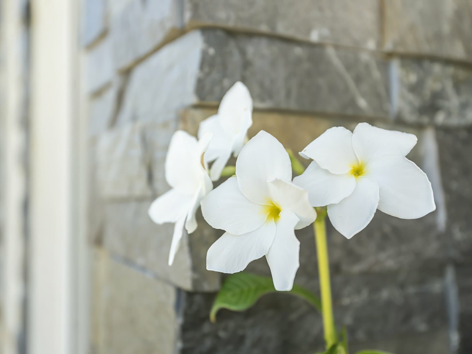 2/110 Foxtail Crescent, Banksia Beach, Banksia Beach - Thumbnail 4
