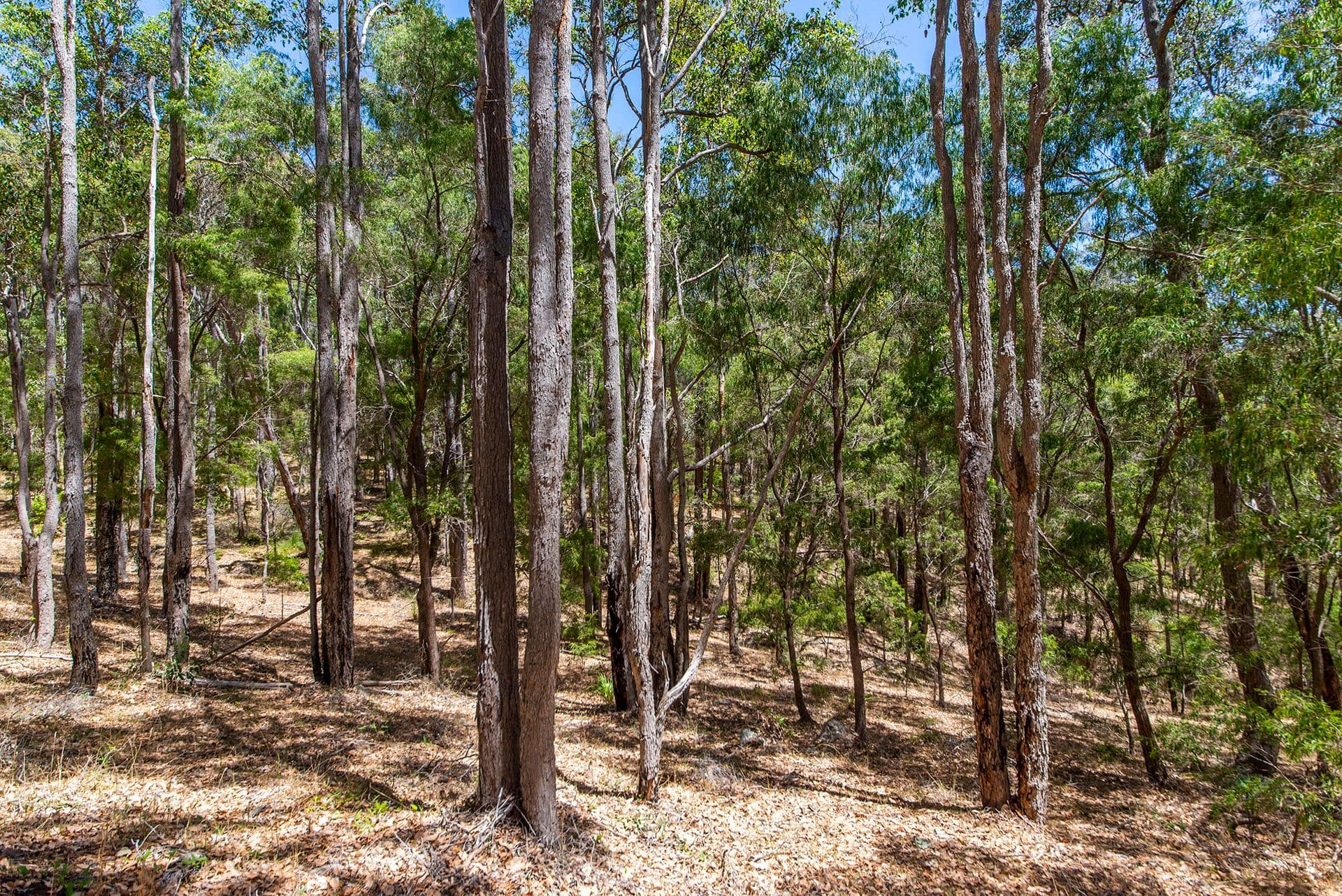 9853 Vasse Highway, Peerabeelup WA 6260, Peerabeelup - Thumbnail 8